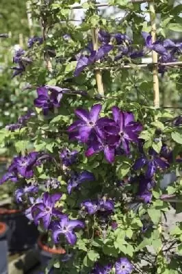 CLEMATIS viticella 'Etoile Violette'