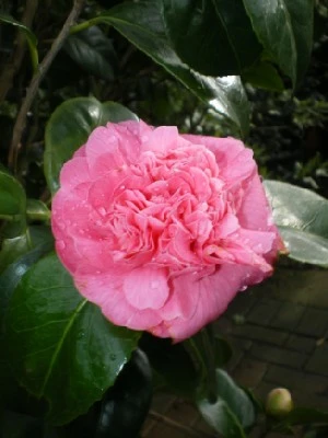 CAMELLIA japonica Pink