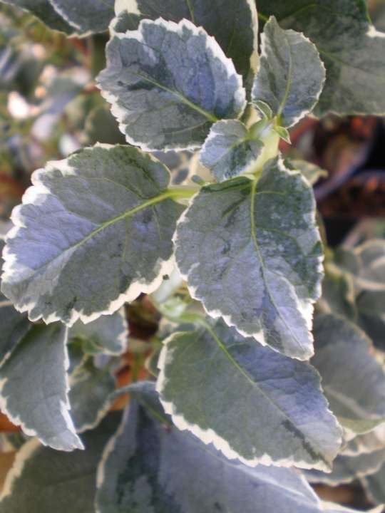 provender-product