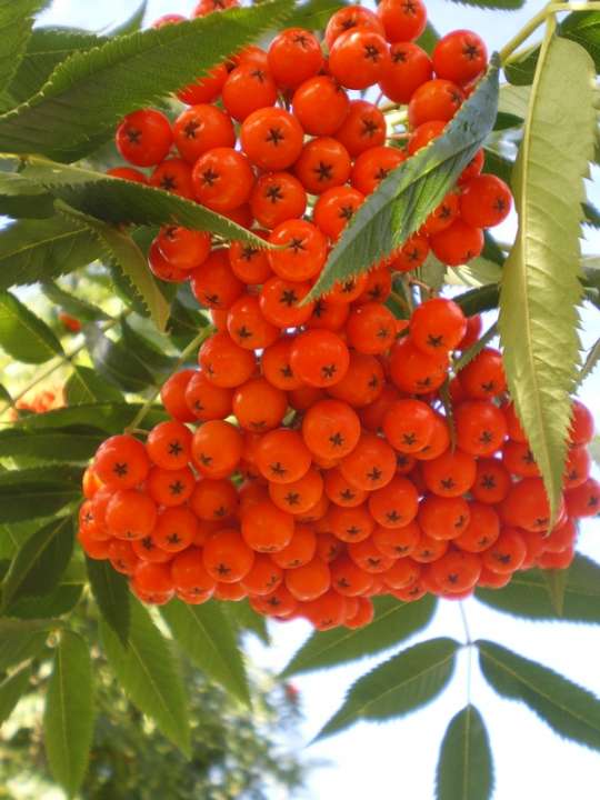 provender-factsheet-Sorbus commixta Olympic Flame