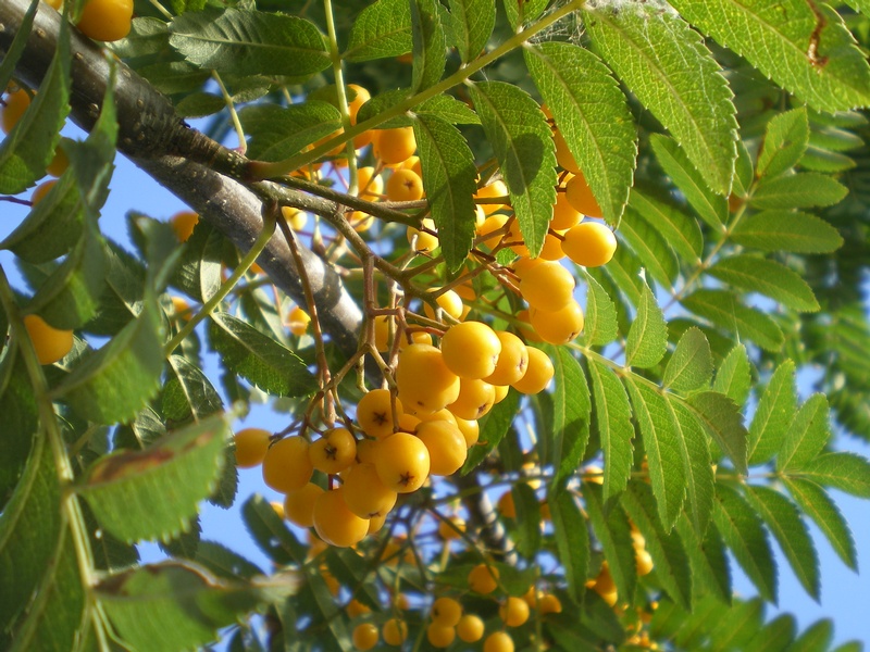provender-factsheet-Sorbus 'Sunshine'