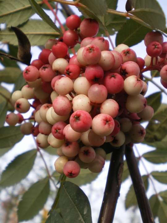 provender-factsheet-Sorbus hupehensis