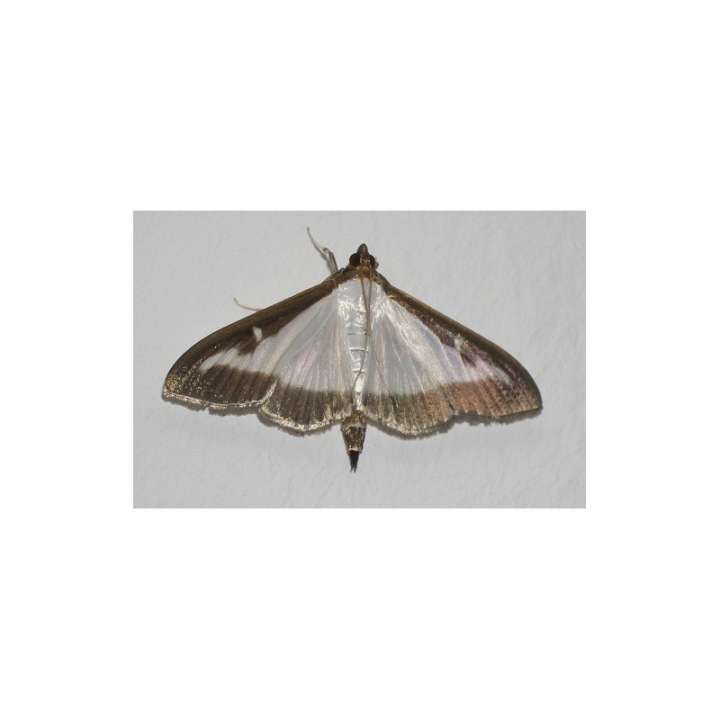 Photo moth