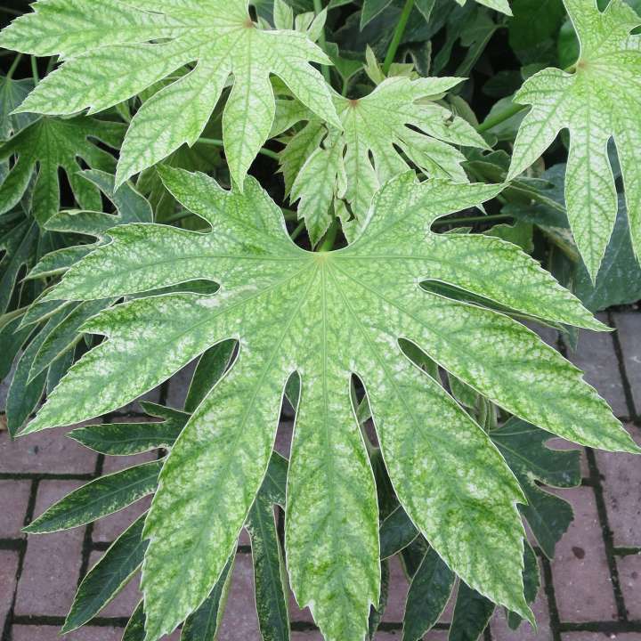 Fatsia Japonica Spider S Web Provender Nurseries Wholesale Nursery In Swanley Kent
