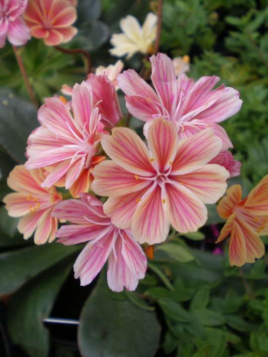 Lewisis cotyledon hybrid