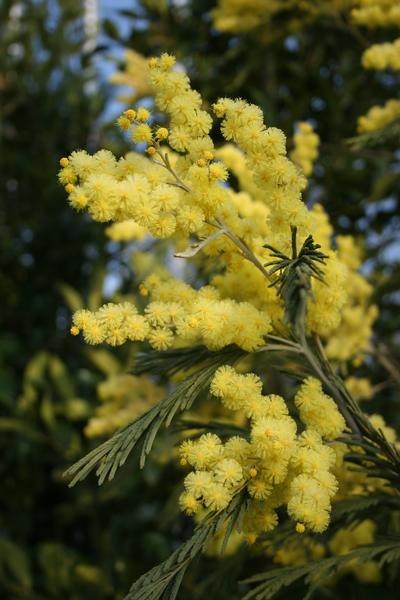 provender-factsheet-Acacia dealbata
