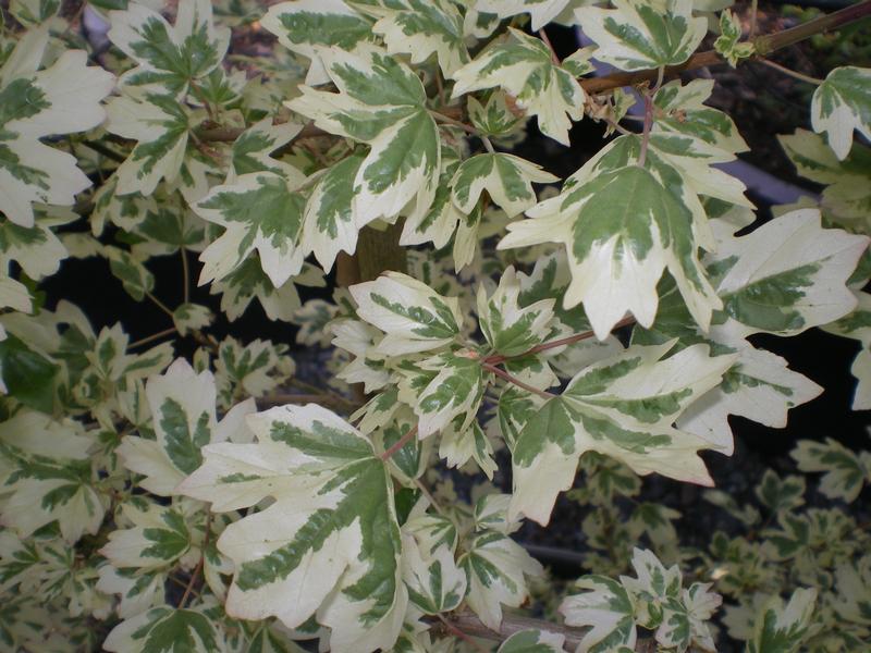 provender-factsheet-Acer campestre 'Carnival'