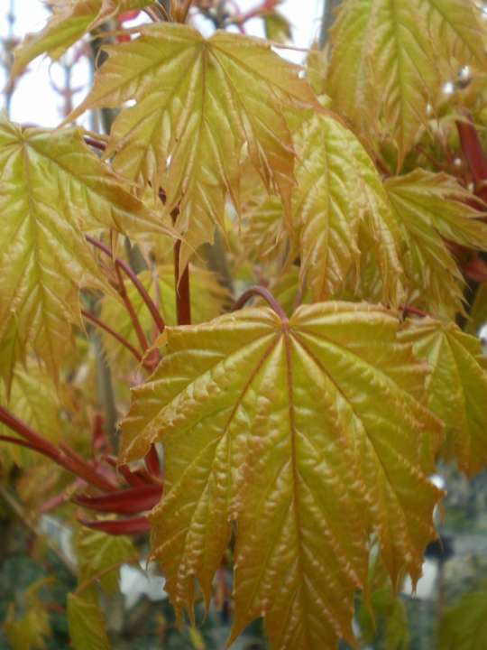 provender-factsheet-Acer platanoides ‘Golden Globe’
