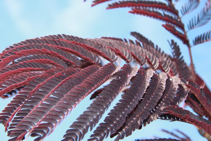 provender-factsheet-Albizia julibrissin 'Summer Chocolate'