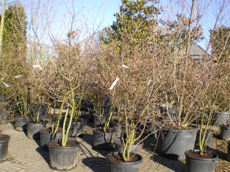 provender-factsheet-Amelanchier x grandiflora 'Robin Hill'