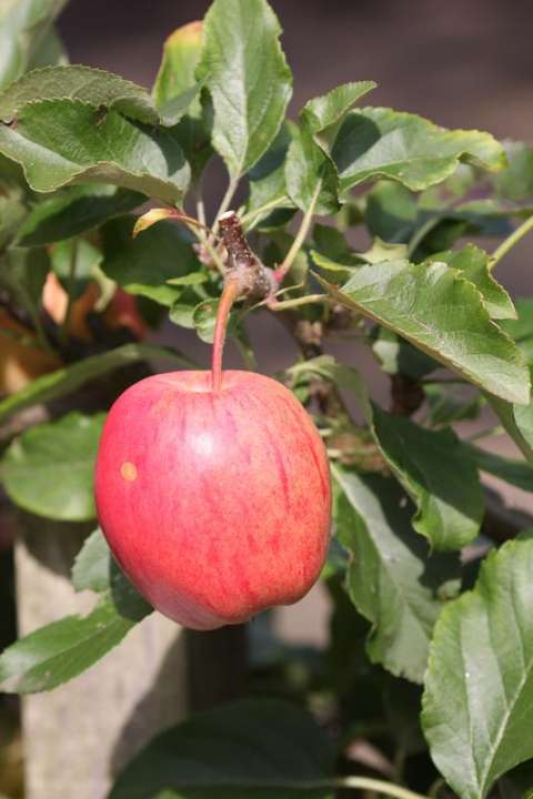 provender-product