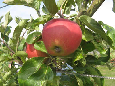 provender-product