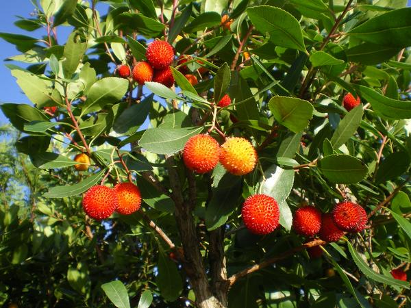 provender-factsheet-Arbutus unedo