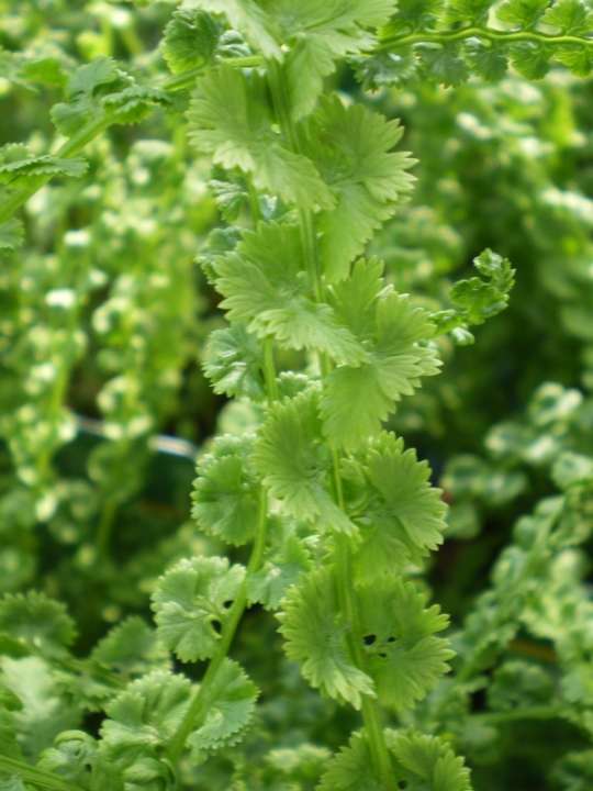provender-product