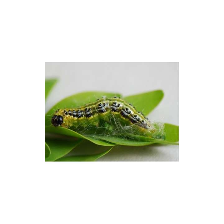 Photo caterpillar