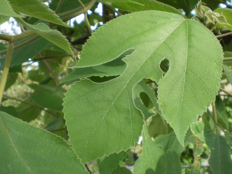 provender-factsheet-Broussonetia papyrifera