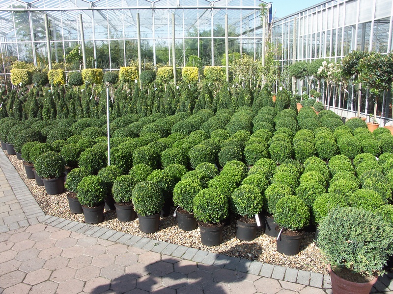 Topiary - Provender Nurseries - Wholesale Nursery in Swanley, Kent