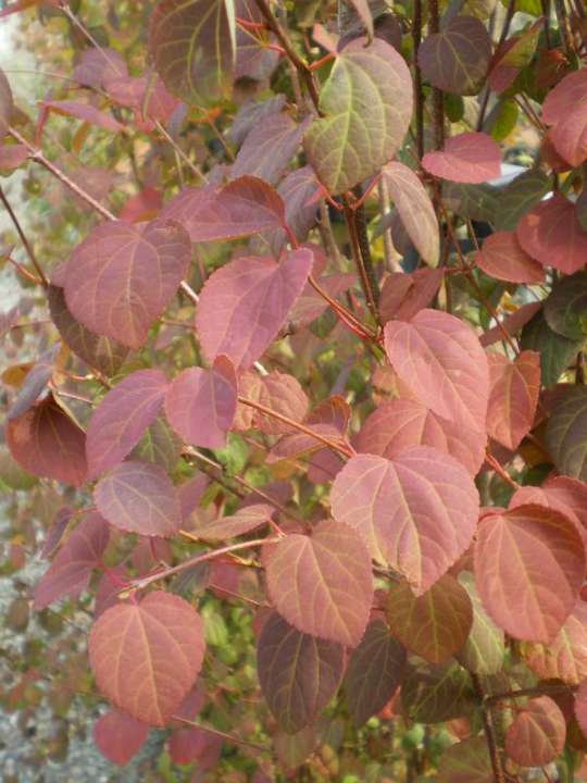provender-factsheet-Cercidiphyllum japonicum