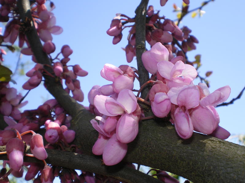 provender-factsheet-Cercis siliquastrum