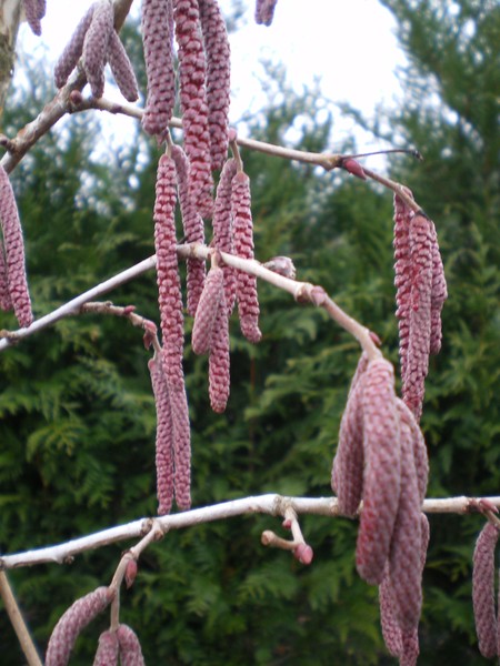 provender-factsheet-Corylus colurna 'Te-Terra Red'