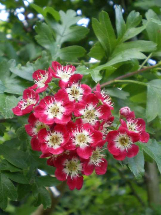 provender-factsheet-Crataegus laevigata 'Crimson Cloud'
