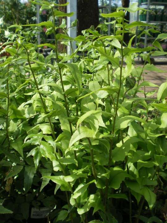 provender-product