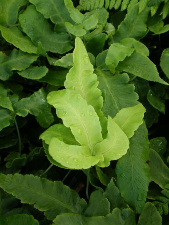 provender-product