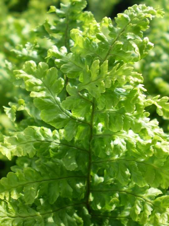 provender-product