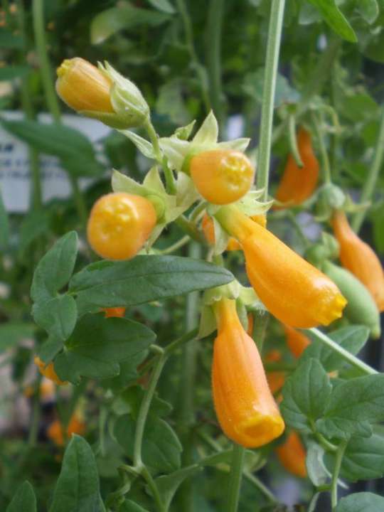 provender-product