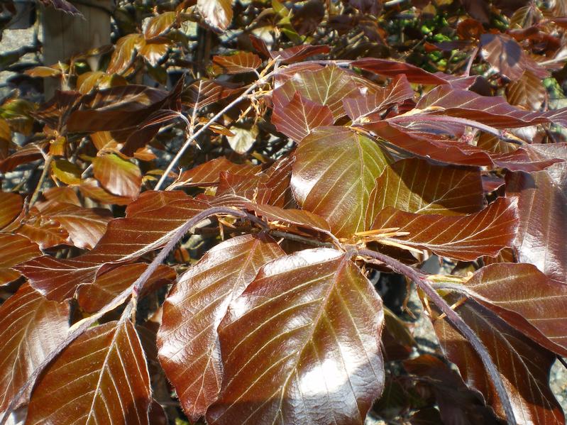 provender-factsheet-Fagus sylvatica 'Purpurea Latifolia'