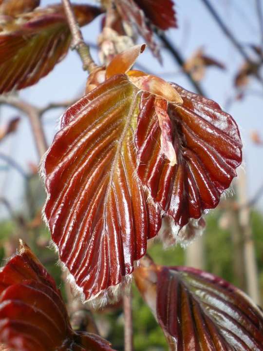 provender-factsheet-Fagus sylvatica 'Purpurea Pendula'