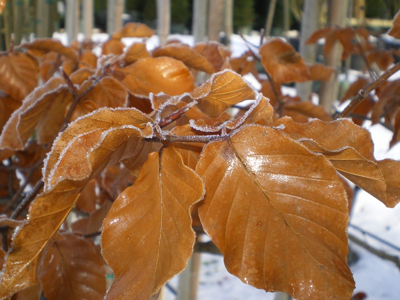 provender-factsheet-Fagus sylvatica