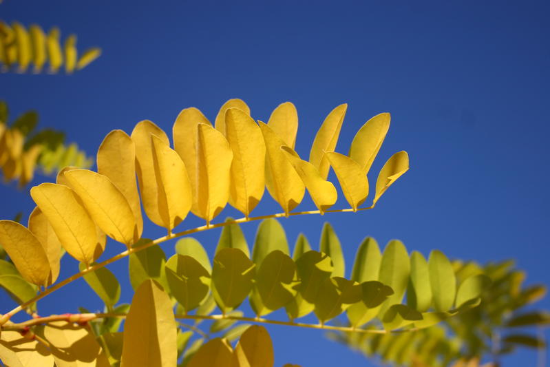 provender-factsheet-Gleditsia triacanthos 'Sunburst'