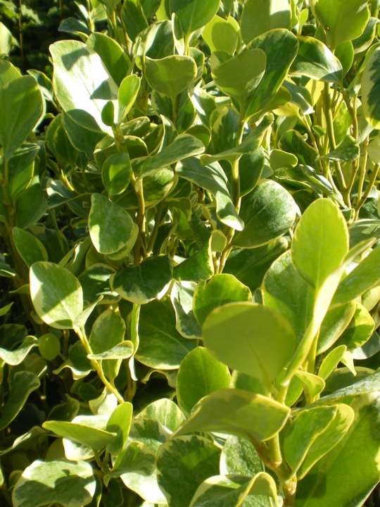 provender-product
