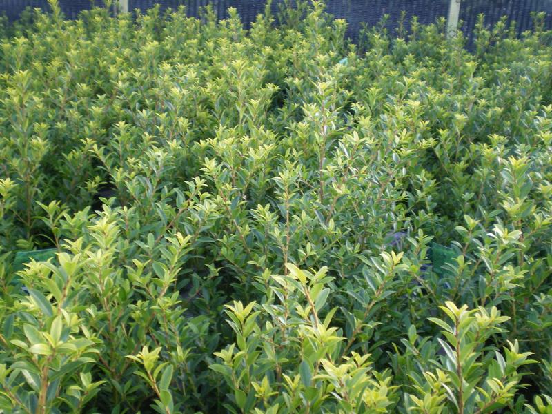 provender-product