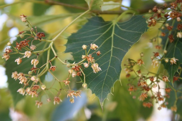 provender-factsheet-Tilia henryana