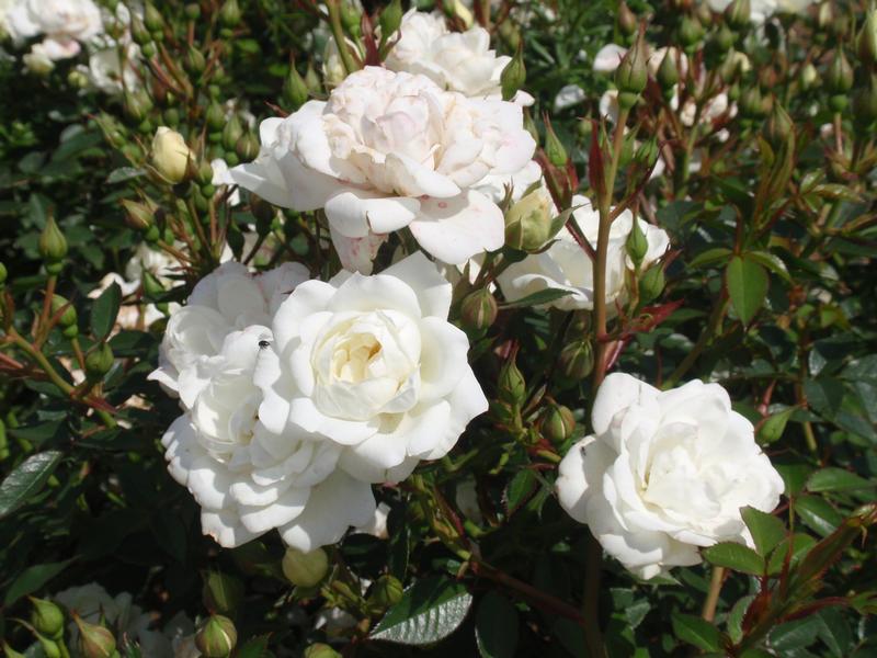 provender-product