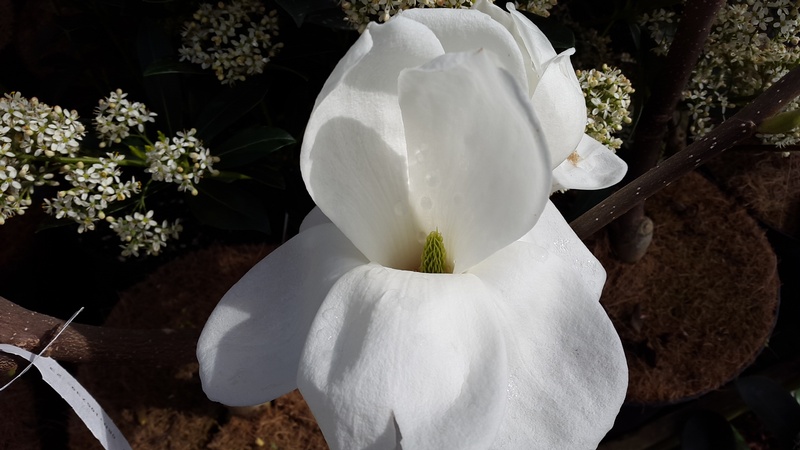 provender-factsheet-Magnolia 'Jade Lamp'