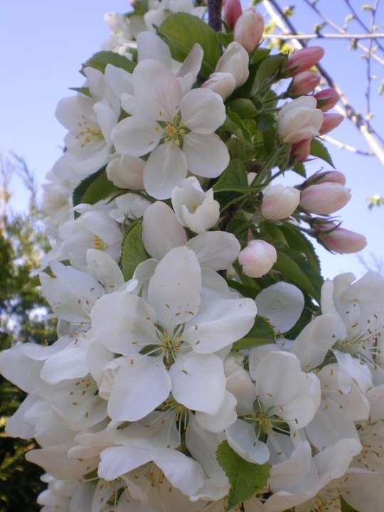 provender-factsheet-Malus 'Hyde Hall Spire'