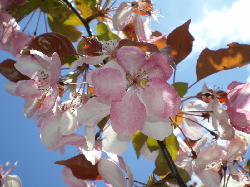 provender-factsheet-Malus 'Rudolph'