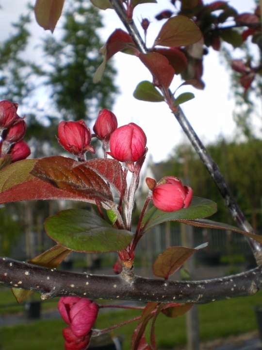 provender-factsheet-Malus 'Veitch's Scarlet'