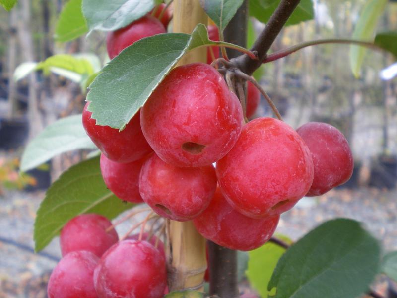 provender-factsheet-Malus x robusta 'Red Sentinel'