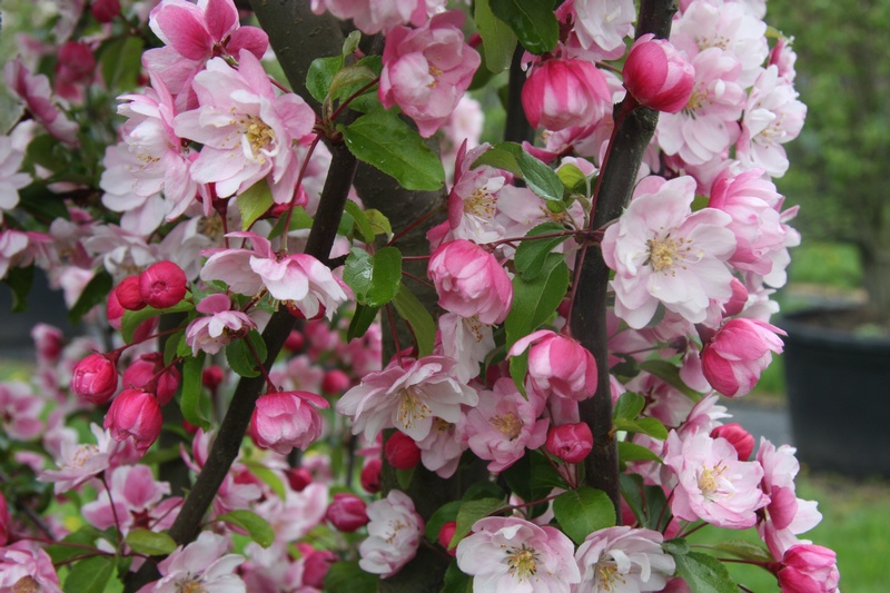 provender-factsheet-Malus 'Van Eseltine'