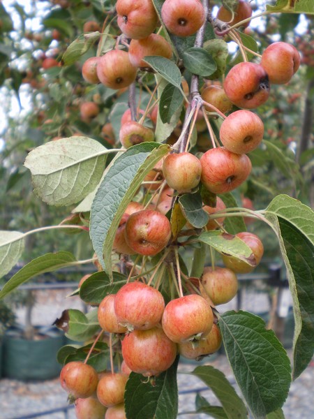 provender-factsheet-Malus 'Evereste'
