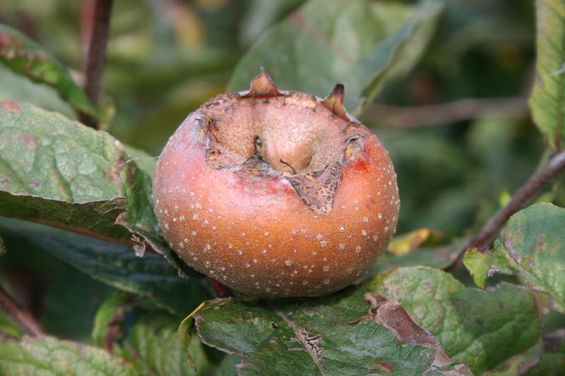 provender-product