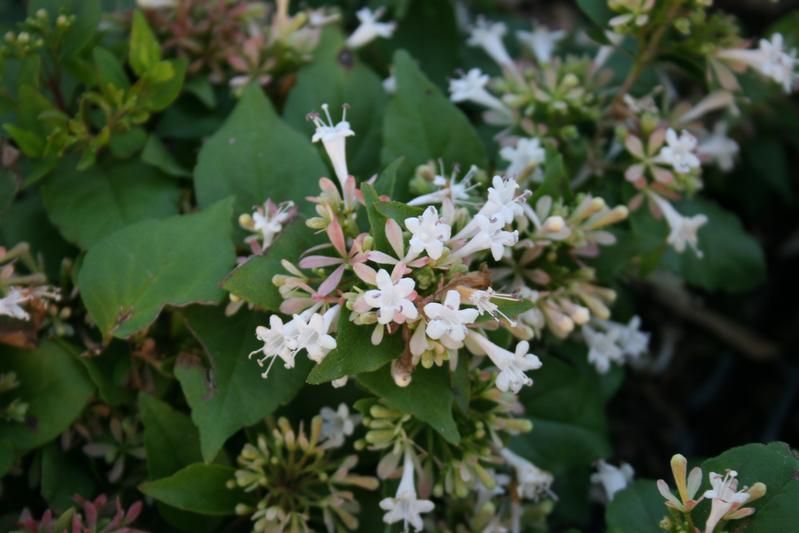 Abelia chinensis Abelia chinensis