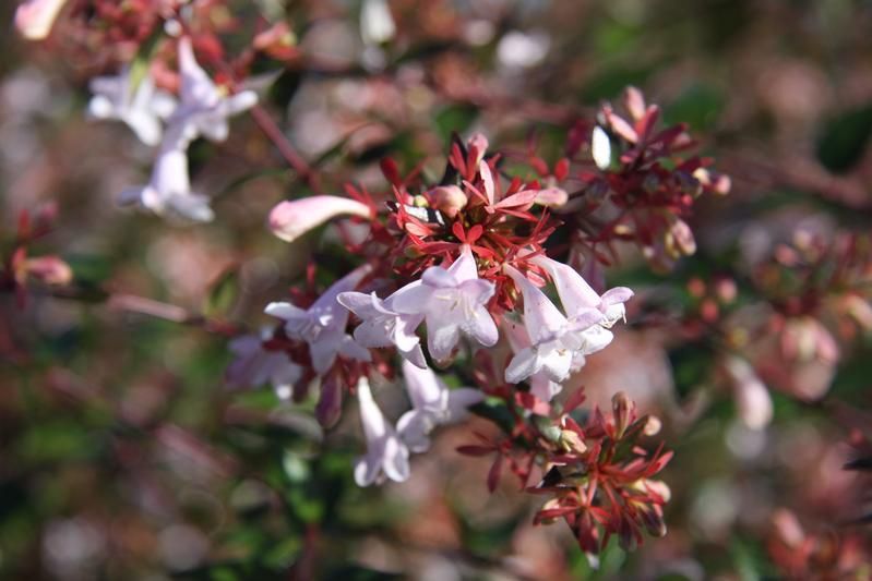 Abelia x grandiflora Abelia x grandiflora