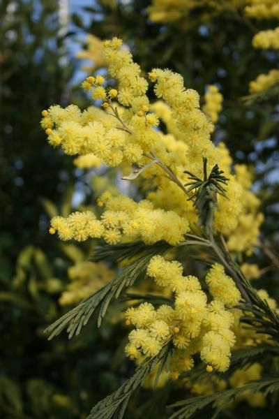 Acacia dealbata Acacia dealbata
