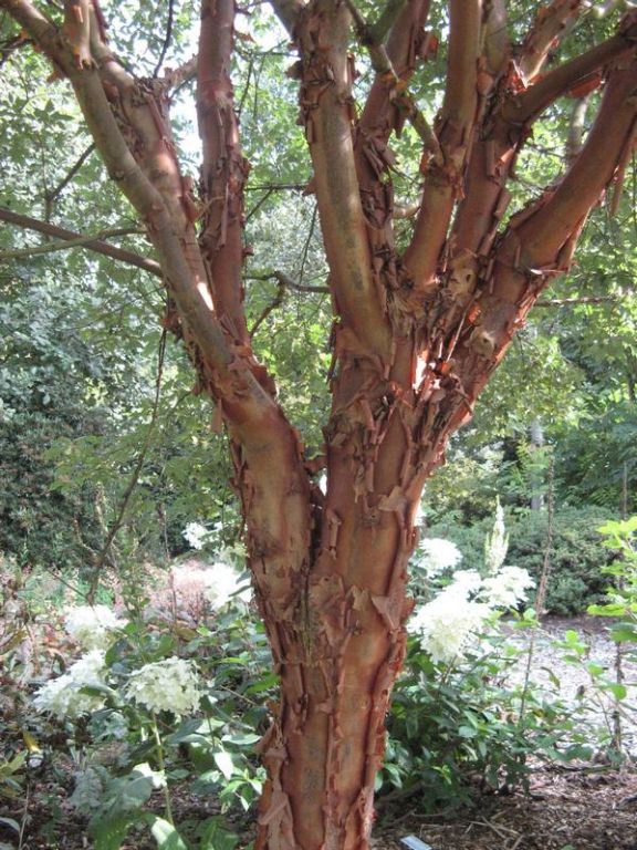 Acer griseum Acer griseum