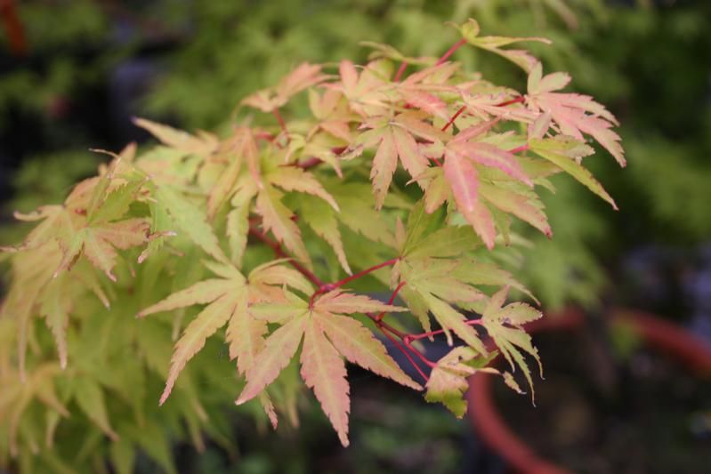 Acer palmatum 'Red Wood' Acer palmatum 'Red Wood'